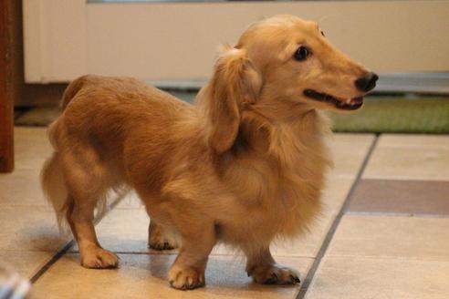 販売中のカニンヘンダックスフンド(ロングヘアード)の親犬