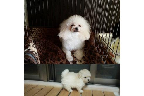 販売中のトイプードルの親犬