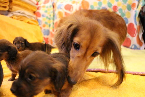 販売中のカニンヘンダックスフンド(ロングヘアード)の親犬