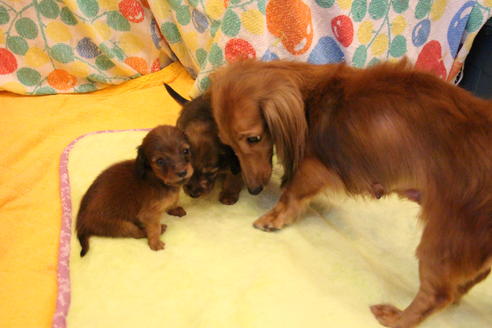 販売中のカニンヘンダックスフンド(ロングヘアード)の親犬