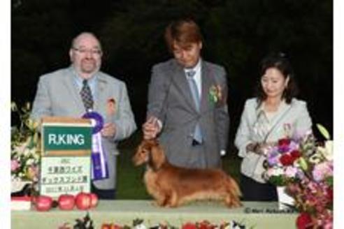 販売中のミニチュアダックスフンドの親犬