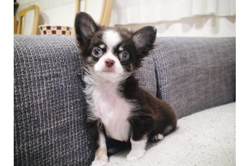 成約済の兵庫県のチワワ-37760の2枚目