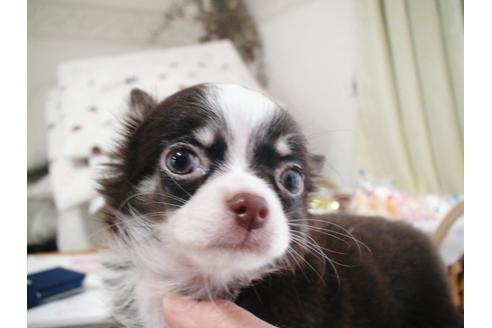 成約済の兵庫県のチワワ-37760の3枚目