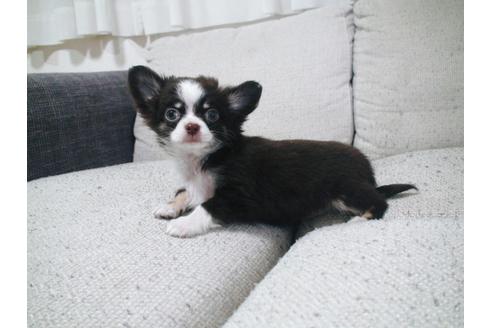 成約済の兵庫県のチワワ-37760の4枚目