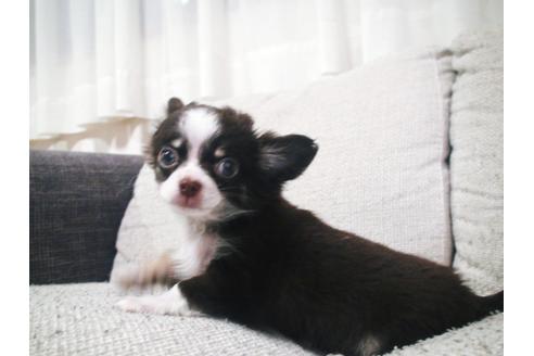 成約済の兵庫県のチワワ-37760の5枚目