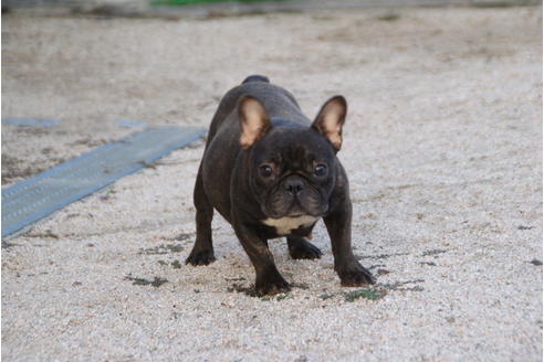 販売中のフレンチブルドッグの親犬