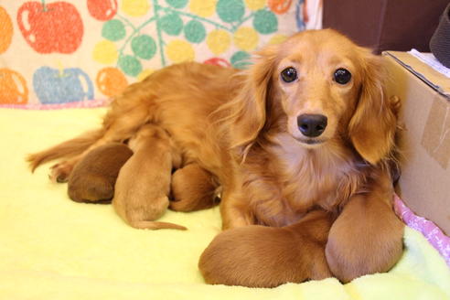 販売中のカニンヘンダックスフンド(ロングヘアード)の親犬