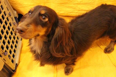 販売中のカニンヘンダックスフンドの親犬