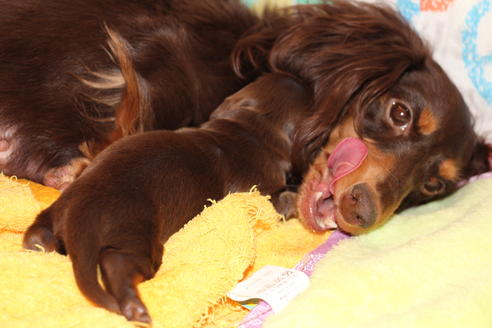 販売中のカニンヘンダックスフンドの親犬