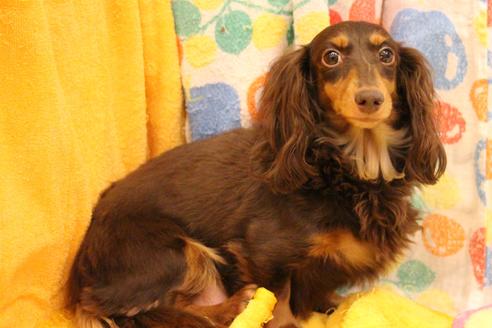 販売中のカニンヘンダックスフンドの親犬