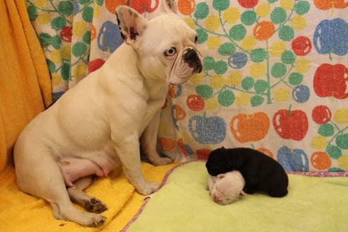 販売中のフレンチブルドッグの親犬
