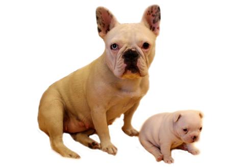 販売中のフレンチブルドッグの親犬