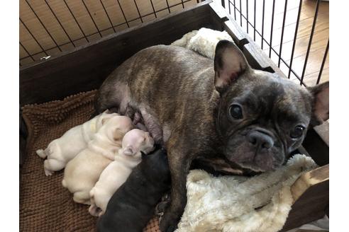 販売中のフレンチブルドッグの親犬