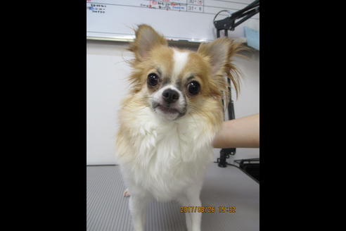 販売中のチワワ(ロングコート)の親犬