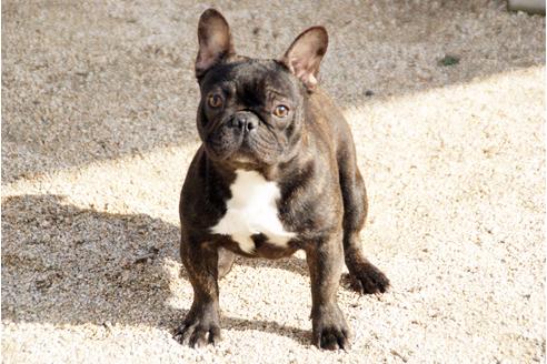販売中のフレンチブルドッグの親犬