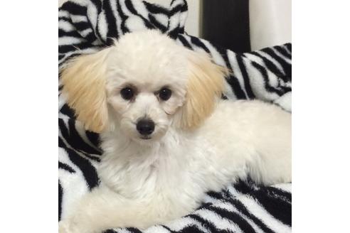 販売中のミックス犬の親犬