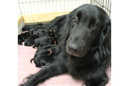 販売中のフラットコーテッドレトリーバーの親犬