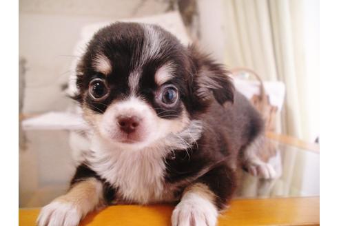 とても小ぶりな両親でとても人懐っこい両親から生まれてきました。

しっかり食べてしっかりと骨太の子に育っています。

ほとんど吠えない鳴かない、おとなしく賢い子です。

両親ともに在舎していますので、見学時にも両親と会っていただけます。

ワクチン１回済

生後、５０日を過ぎましたので、いつでもお引き渡し可能時期となりました。

とっても可愛い子にぜひ一度会いに来てください。

サービス特典といたしまして、１ヵ月間のペット保険に加入してからお引き渡ししています。

上限１ヶ月で１０万円まで下りる１００％返金保証付きの保険に対応しています。

保険料は一切かかりませんのでご安心ください。


お引き渡しからの環境が変わった不安な１ヶ月、病気をしたらすぐに動物病院に行かれることをお勧めします。

十分な説明やワンちゃんの飼い方もしっかりとお伝えさせていただいていますので、安心して飼っていただけます。

お気軽にお問い合わせください。

見学同時でお引き取りも可能です。

よろしくお願い致します。