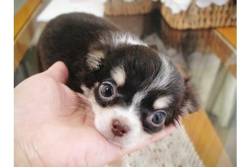 成約済の兵庫県のチワワ-37761の2枚目