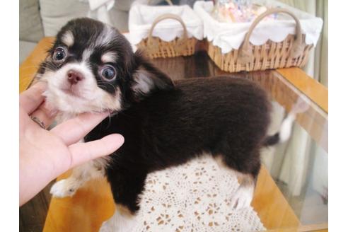 成約済の兵庫県のチワワ-37761の3枚目