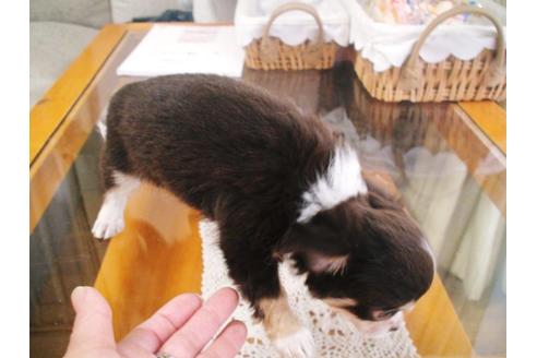 成約済の兵庫県のチワワ-37761の4枚目