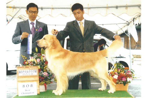 販売中のゴールデンレトリーバーの親犬