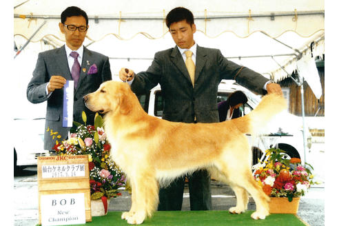 販売中のゴールデンレトリーバーの親犬