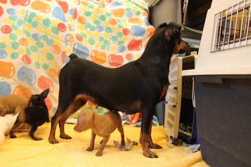 販売中のミニチュアピンシャー(ミニピン)の親犬