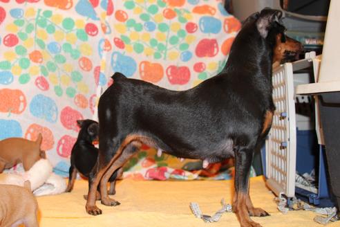 販売中のミニチュアピンシャー(ミニピン)の親犬