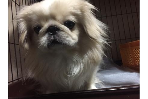 販売中のペキニーズの親犬
