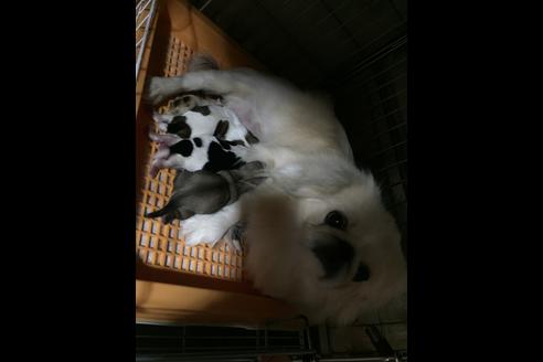 販売中のペキニーズの親犬