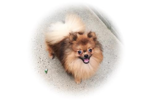 販売中のポメラニアンの親犬
