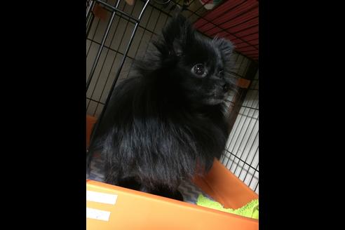 販売中のポメラニアンの親犬