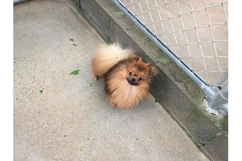 販売中のポメラニアンの親犬