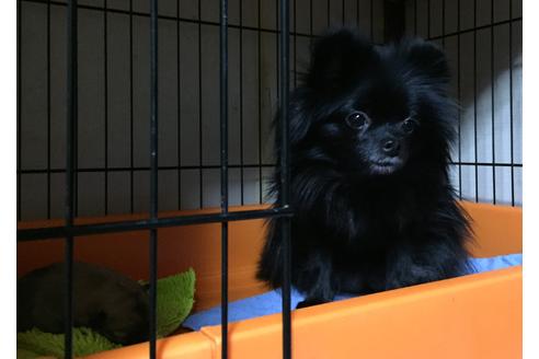 販売中のポメラニアンの親犬