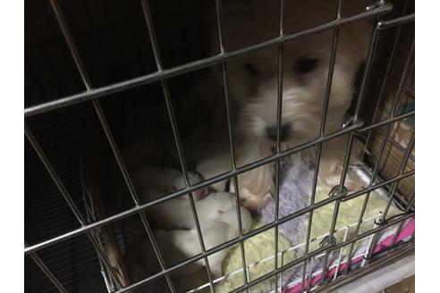 販売中のウエストハイランドホワイトテリア(ウエスティ)の親犬