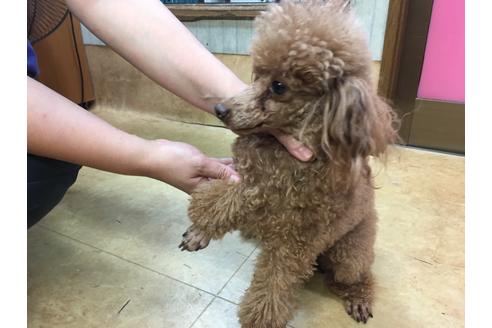 販売中のトイプードルの親犬