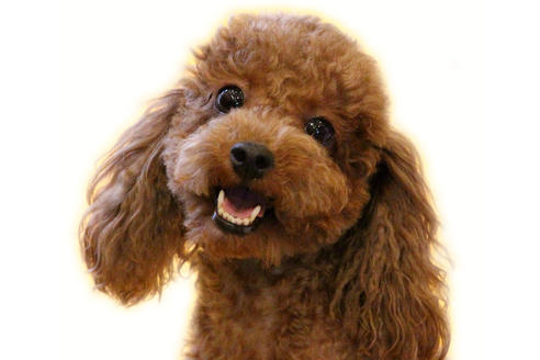 販売中のトイプードルの親犬