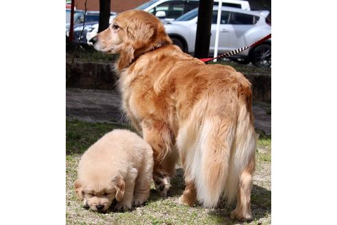 販売中のゴールデンレトリーバーの親犬