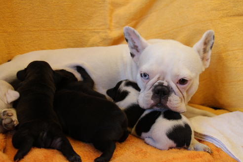 販売中のフレンチブルドッグの親犬