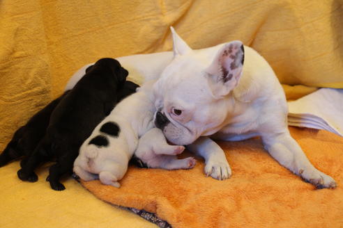 販売中のフレンチブルドッグの親犬