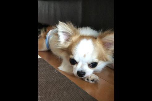 販売中のチワワ(ロングコート)の親犬