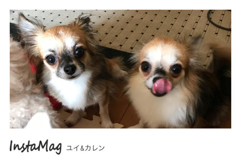 販売中のチワワ(ロングコート)の親犬