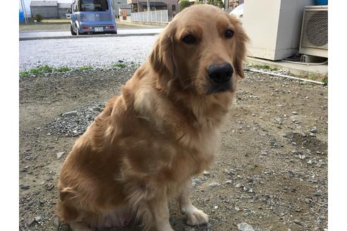 販売中のゴールデンレトリーバーの親犬