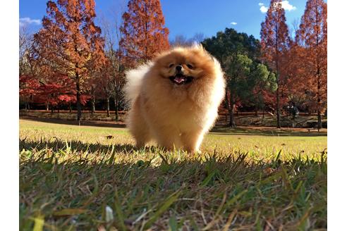 販売中のポメラニアンの親犬