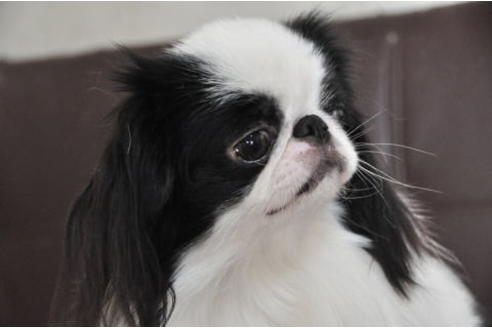 神奈川県で狆 (チン)の子犬を探す｜ブリーダーナビ