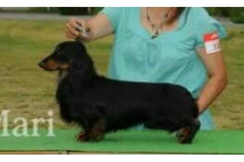 販売中のミニチュアダックスフンド(ロングヘアード)の親犬