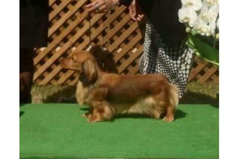 販売中のミニチュアダックスフンド(ロングヘアード)の親犬