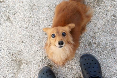 販売中のカニンヘンダックスフンドの親犬