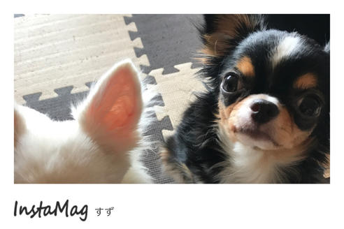 販売中のチワワ(ロングコート)の親犬